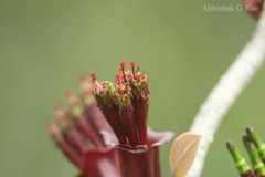 Tolypanthus lagenifer